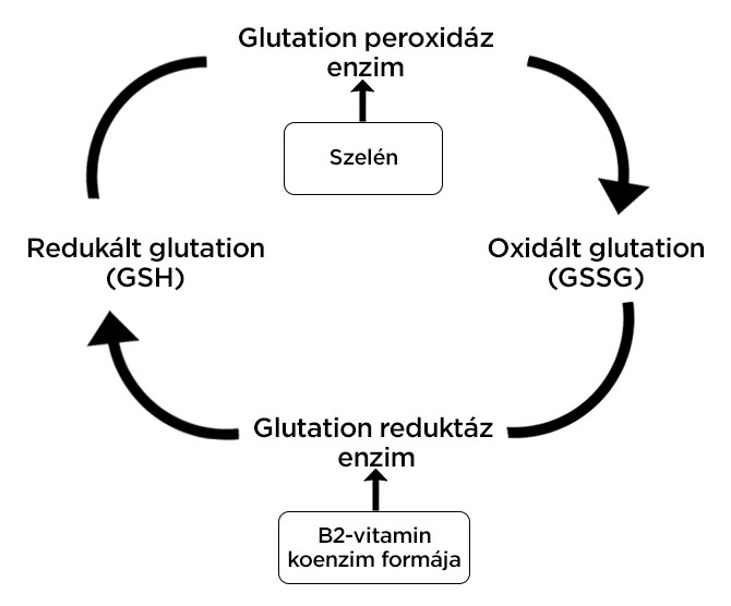 glutation abra v3b