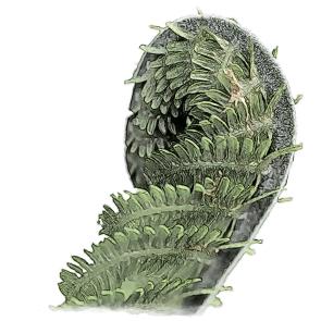 Wise Tree Naturals akciók vásárlóknak.