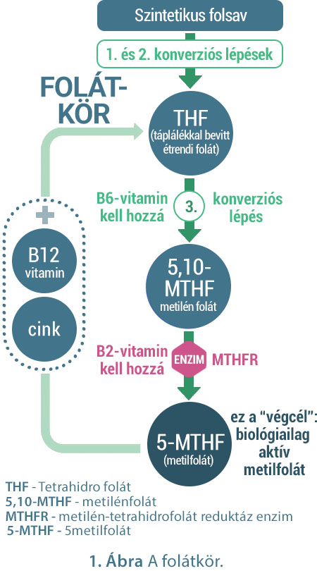 folatkor abra4 vegleges